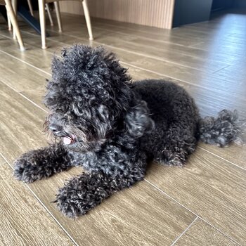 Female baby toy poodle looking to rehome 
