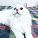 Pedigree British Long Hair Kitten Pure White Pink Paw Looking For New Home,-4