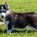 Siberian Husky Puppies-1