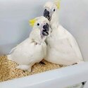 African grey And cockatoo Parrots for adoption male and female -0
