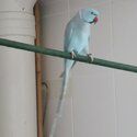 BlueNeck Parrots  with big stainless Steel Cage-1