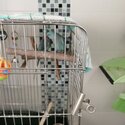 BlueNeck Parrots  with big stainless Steel Cage-2