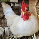 Happy Chickens for Adoption-1