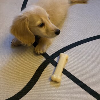 Cute baby golden dachshund