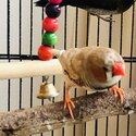 Male Zebra Finch for sale-3