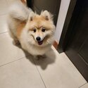 10months Champion Pomeranian Pure Breed-0