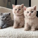 British Shorthair kittens for adoption for more info and pics email zoeynice2015 @ gmail . c om