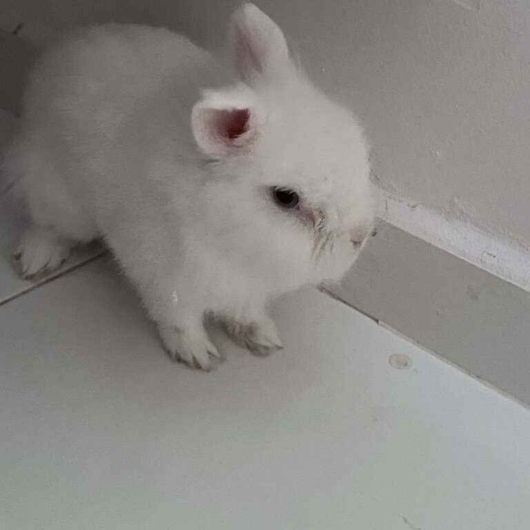 Looking for sincere rabbit owner