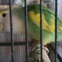 Peach-faced lovebird -3