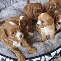 Cavoodle Puppies And Adult ready for new homes for more email mekjunlee@ gmail. com -2