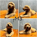 Adorable Golden Doodle puppies seeking loving homes! -1