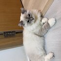 (RE-HOMED) Blue Lynx Bi-color Ragdoll -5