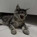 Pure Maine Coon 3 months old-2