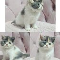 Ragamuffin Kitten -2