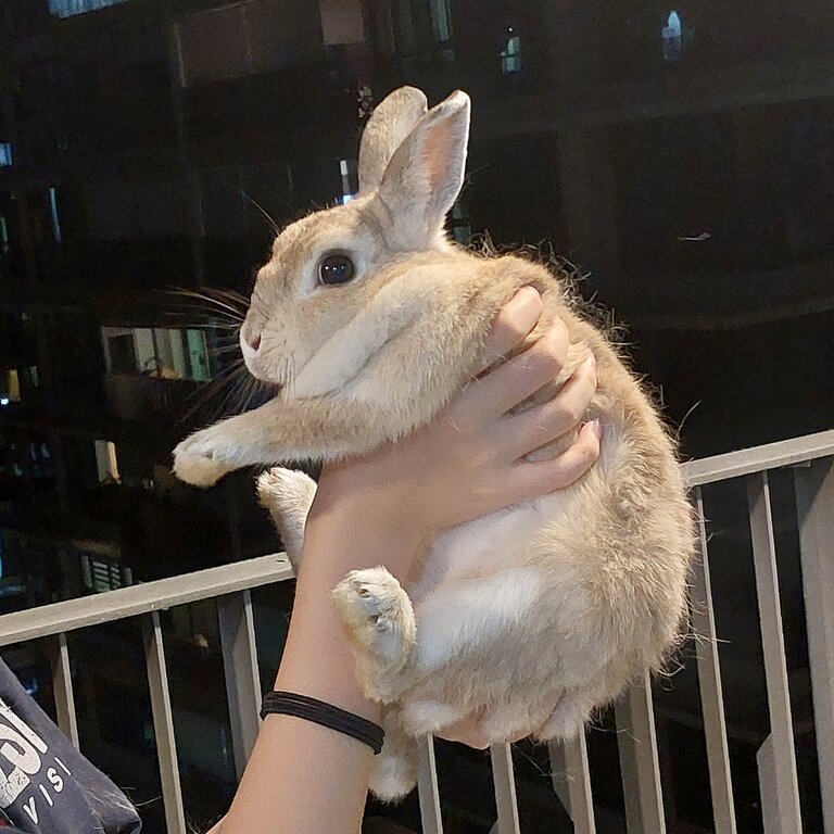 2 rabbits for rehoming