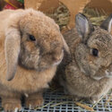 2 bunnies for adoption-0