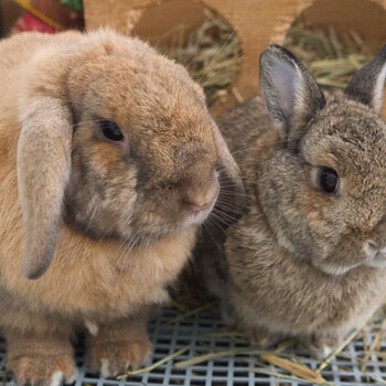 2 bunnies for adoption