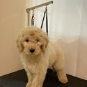 Selling 3 months old mini goldendoodle -0