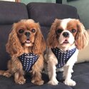 Cavalier king Charles Puppies males and females available now -4