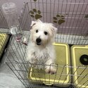 Westie puppy for sale-0