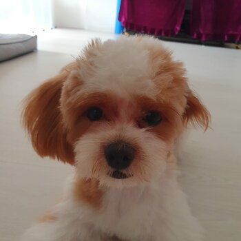 Selling 9-months old Maltipoo (from Ireland)