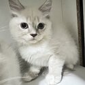 Ragdoll mix Ragamuffin-1