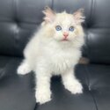 Pure Breed Ragdoll Kitten-2