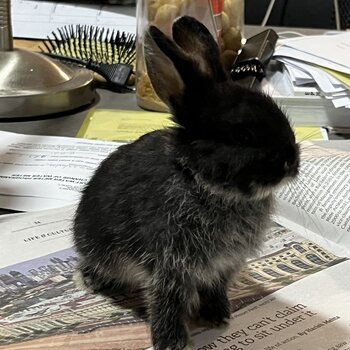 1 bunny looking for a loving family