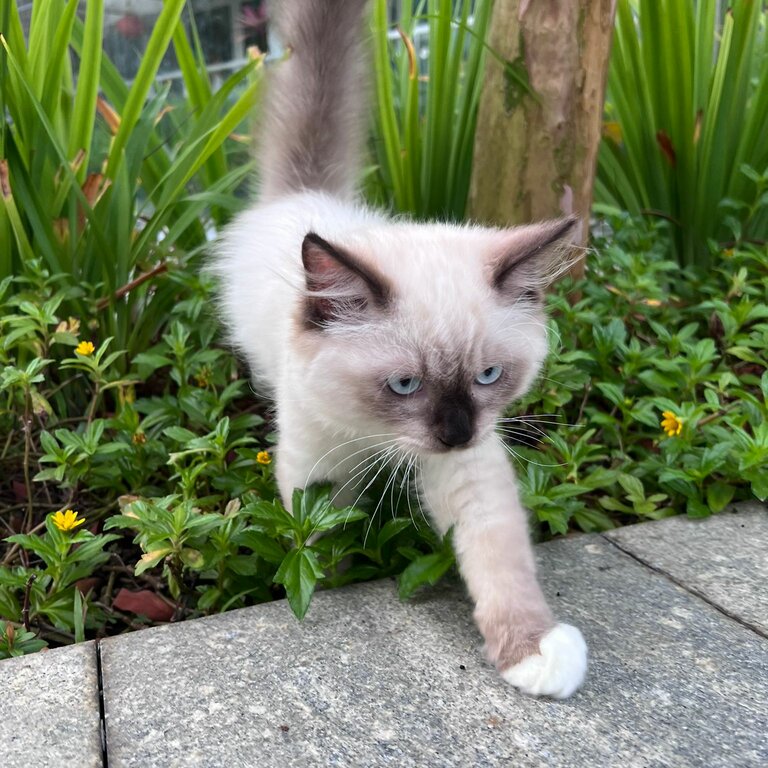 Charming Blue-Eyed Feline Companion - Siamese Mix