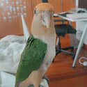 White belly caique for sale!-2