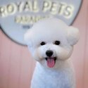 Purebred show-quality Bichon Frise for Sale-0