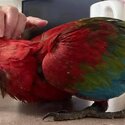 Fully Home Tamed Macaw Parrot Ready for new home-2