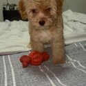 Maltipoo For sale -2