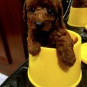 4 toy poodles for sale-2