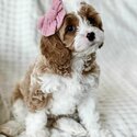 Cavapoo puppies for sale. King Charles Spaniel mixed Poodle. Cavapoo dog for sale Singapore -2