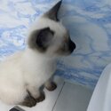 Siamese cat for sale-1