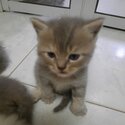 Mixed British &amp; Persian Kitten-0
