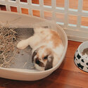 Cute holland lop bunny for sale! -0