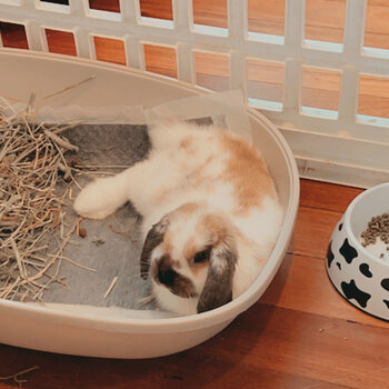 Cute holland lop bunny for sale! 