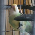 Peach-faced lovebird -4