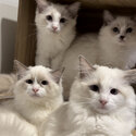 Pedigree Ragdoll Kittens - Private Adoption-4