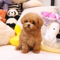 Premium Maltipoo puppies Whatsapp +60 10-279 5317