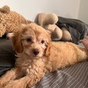 Beautiful Cavapoo for rehome-1