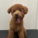 brown miniature poodle puppy-3