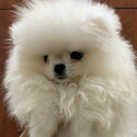 Very small size cream white female pomeranian -2