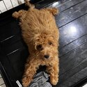 3 months old MINI goldendoodle-2