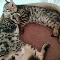 Pure Bengal Kittens for sale