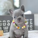 French bulldog puppies  WhatsApp: +60102795317