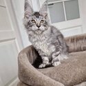 Maine Coon Kitten available both male and female -1