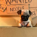 PUG for Rehoming Due to Sudden Country Relocation-1